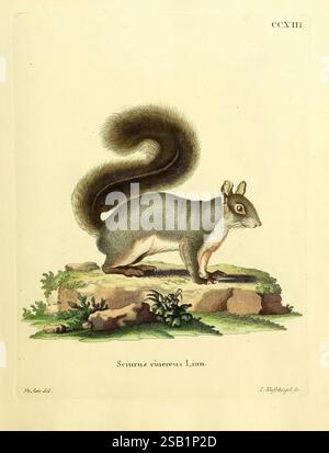 Die Säugthiere in Abbildungen nach der Natur, Erlangen, Expedition des Schreber'schen Säugetier- und des Esper'schen Schmetterlingswerkes [etc, 1774]-1846, Mammals, Pictorial works,, A detailed illustration of a Eurasian red squirrel, scientifically named Sciurus vulgaris. The animal is depicted standing on a rocky surface, showcasing its bushy tail prominently raised above its back. The squirrel's fur is rendered in shades of gray, with lighter hues on its underside. Its ears are perked up, and it has an attentive expression, typical of this lively creature. Surrounding the squirrel are minim Stock Photo