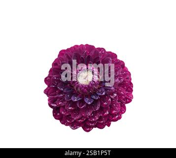 Dark burgundy magenta color Dahlia flower head with rain water drops isolated cutout on white Stock Photo