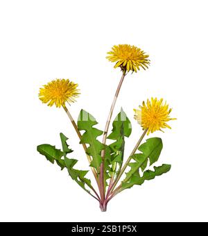 Dandelion plant with yellow flowers isolated cutout on white Stock Photo