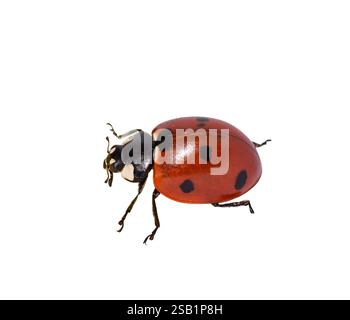 Top side closeup macro view of red ladybug isolated cutout on white Stock Photo