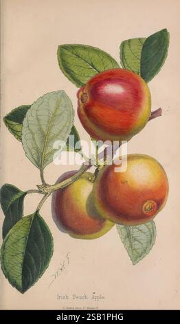 The, florist, and, pomologist, London, Journal of Horticulture, Office, 1863-1879., A botanical illustration showcasing the Irish Peach Apple, featuring a detailed depiction of three ripe apples. The fruits are characterized by their vibrant red and yellow hues, and they rest on a lush green branch adorned with prominent, textured leaves. The intricacies of the apples' skin and the natural sheen of their surface highlight their freshness, while the delicate shading enhances the three-dimensionality of the composition. Below the fruit, the name 'Irish Peach Apple' is inscribed, providing contex Stock Photo