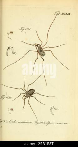 Die Arachniden Nürnberg In der C. H. Zeh'schen Buchhandlung 1831-1848 arachnid Arachnida, The illustration features two distinct spider species, each depicted with intricate attention to detail. The larger spider is shown in a side view, highlighting its elongated legs and distinctive markings on its body. Below it, a slightly smaller spider is displayed in a similar pose, showcasing a different pattern and structure. Surrounding these central figures are smaller depictions of various life stages or related characteristics, including a larval stage and other anatomical features. The colors are Stock Photo