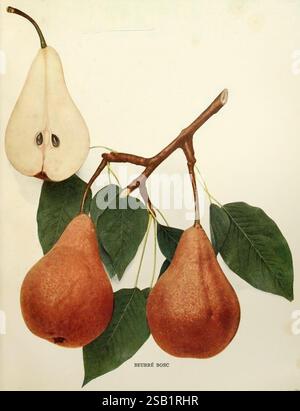The pears of New York, Albany, Lyon, 1921, culture, Pyrus, Bartlett ...