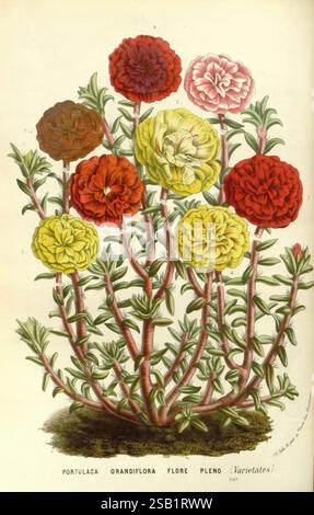 Flore des serres et des jardins de l'Europe A Gand, chez Louis van Houtte, éditeur, 1845-1880, A vibrant arrangement of portulaca, also known as moss rose, displaying a variety of blossoms in rich hues of red, yellow, and white. The flowers are lush and fully bloomed, showcasing their layered petals and intricate structure. Beneath these stunning blooms lies a network of slender green stems, creating a striking contrast to the colorful flowers. The plant's characteristic fleshy leaves are subtly visible, enhancing the overall visual appeal of this botanical illustration, which highlights the b Stock Photo