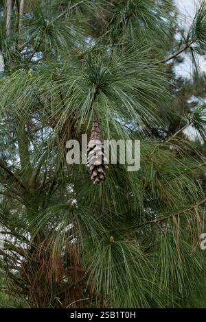 Pinus wallichiana branch close up Stock Photo