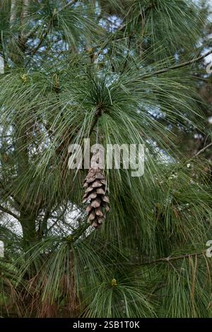 Pinus wallichiana branch close up Stock Photo