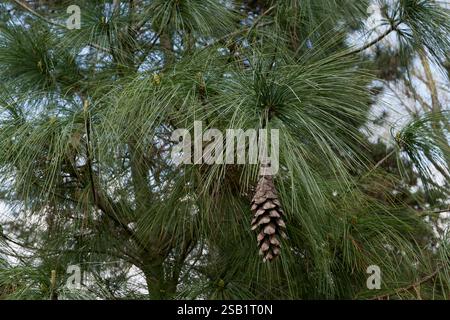 Pinus wallichiana branch close up Stock Photo