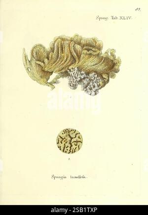 Die Pflanzen, Tiere in Abbildungen nach der Natur, Nürnberg, in der Raspischen Buchhandlung, 1791-1830, Cnidaria, Ctenophora, The illustration features two distinct depictions of sponge-like organisms. The upper section showcases a detailed rendering of a large, textured sponge characterized by its intricate, flowing shapes and vibrant patterns. Below, a circular inset provides a closer view of another species, displaying a fine, granular surface with a mesh-like appearance. Both illustrations are labeled, indicating the scientific names and designated catalog numbers for reference, contributi Stock Photo