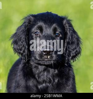 Black flat-coated retriever, cute 9-week-old puppy standing in field, gundog / hunting dog breed originating from England Stock Photo