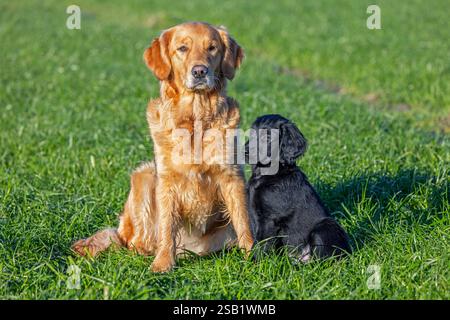 Golden retriever and black flat-coated retriever, cute 9-week-old puppy sitting in field, gundog / hunting dog breed originating from England Stock Photo