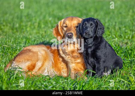 Golden retriever and black flat-coated retriever, cute 9-week-old puppy in field, gundog / hunting dog breed originating from England Stock Photo