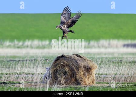 Lamb hiding behind round hay bale from hunting juvenile white-tailed eagle / Eurasian sea eagle / erne (Haliaeetus albicilla) in meadow in spring Stock Photo