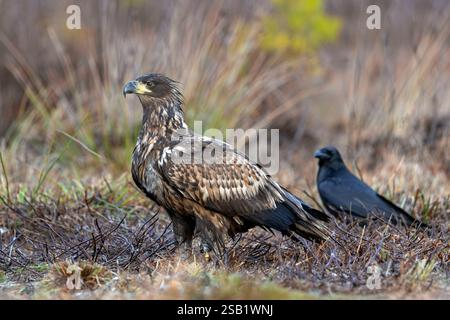White-tailed eagle / Eurasian sea eagle / erne (Haliaeetus albicilla) juvenile in moorland / heathland Stock Photo