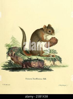 Die Säugthiere in Abbildungen nach der Natur, Erlangen, Expedition des Schreber'schen Säugthier- und des Esper'schen Schmetterlingswerkes [etc, 1774]-1846, mammals, pictorial works, A small squirrel is depicted sitting on a rocky surface, holding a pine cone with its paws. The creature is characterized by its bushy tail, which extends gracefully behind it. Its fur is a blend of brown and gray tones, providing a natural camouflage against the earthy background. The squirrel's eyes are bright and alert, reflecting a sense of curiosity. Surrounding the scene are hints of greenery, suggesting a fo Stock Photo