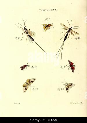Six species of butterfly and two species of moth, all members of the ...