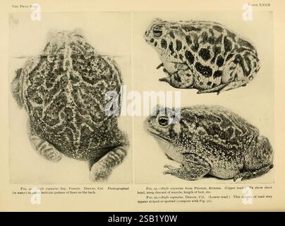Tibia Toad The frog book, New York,1907, Amphibians, Frogs, North America, Toads ...