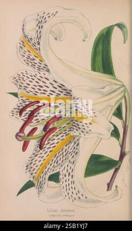 Lilium auratum, commonly known as the Golden Lily, is a species of ...
