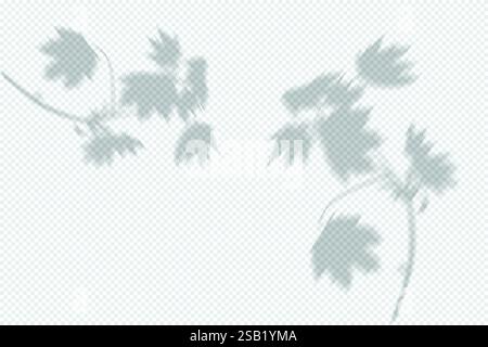 Transparent Shadows of Leaves. Decorative Design Elements for Collages Stock Vector