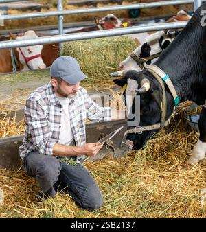 Male young adult farmer with digital tablet inspecting cows inside barn on livestock cattle farm. Stock Photo
