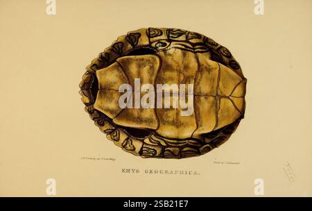 Tortoises, terrapins, and turtles London, Paris, and Frankfurt H ...