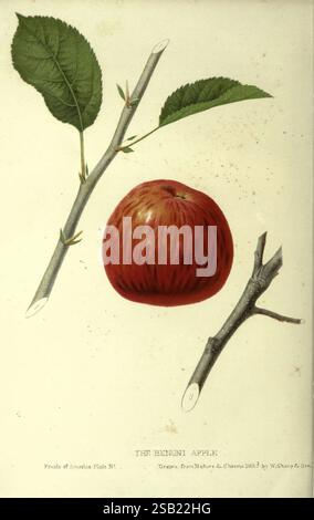 The fruits of America, New York, D. Appleton & Co, 1853, fruit, pictorial works, This illustration features a detailed representation of the Benoni apple, showcasing its rich red skin and distinctive shape. Surrounding the apple are two branches with prominent, green leaves and additional segments of the branches, highlighting the natural habitat of the fruit. The composition emphasizes the apple's vibrant color and texture, drawing attention to its glossy surface. Text at the bottom identifies the apple variety and notes that the artwork was drawn from nature, emphasizing the careful observat Stock Photo