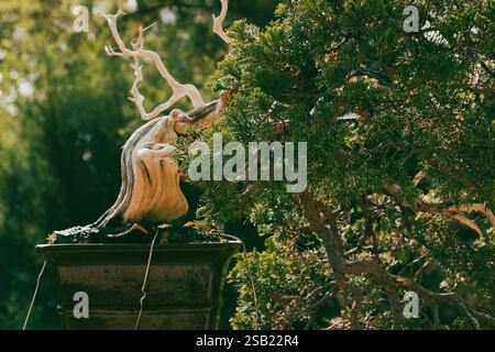 Bonsai tree is growing in a flower pot in Asian botanical garden. A branchy miniature tree in a park. Bonsai old small branchy tree in sunlight. Stock Photo