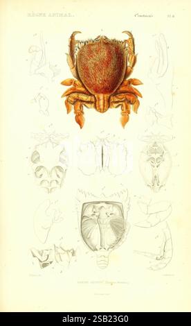 An in-depth study and illustration of crustacean species found in ...