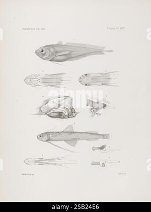 Phallic Fish This illustration features a series of fish, each depicted with ...