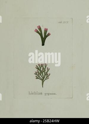 A bush with pink flowers showcases vibrant, colorful blooms that are ...