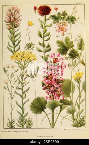 This image is a botanical illustration of wildflowers, labeled as Plate ...