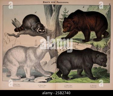 Natural history of the animal kingdom for the use of young peopleBrighton, E. & J.B. Young and Co, 1889.animalsjuvenile literaturepictorial workszoologybearraccoonpolar bearbrown bearblack bearursus maritimustaxonomyfamily UrsidaeWilliam Forsell KirbyGotthilf Heinrich von Schubert, The illustration showcases a variety of bears and raccoons in a natural setting. On the left, a black bear is depicted climbing a tree, with detailed features highlighting its fur and posture. To its right, a brown bear stands majestically on a rocky surface, demonstrating its powerful build. The polar bear is featu Stock Photo