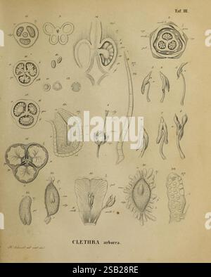 A scientific drawing illustrating the various parts of a fish. This ...