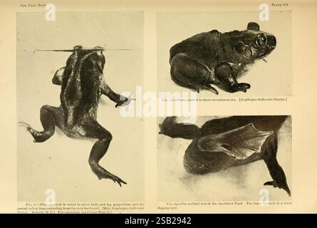 Tibia Toad The frog book, New York,1907, Amphibians, Frogs, North America, Toads ...
