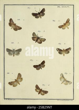 Papillons d'Europe, peints d'après nature, A Paris, Chez P.M. Delaguette, imprimeur-libraire, 1779-1792 [i.e. 1793], biological specimens, butterflies, butterflies in art, collection and preservation, Europe, Lepidoptera, in art, pictorial works, Maria Eleonora Hochecker, women in science, A detailed arrangement of twelve butterflies, each labeled with a unique number ranging from 387 to 389. The butterflies display a variety of wing patterns and colors, showcasing intricate designs that highlight their natural beauty. The specimens are carefully organized in a grid format, with multiple angl Stock Photo
