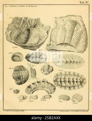 Shell Specimens Large marine shell specimens of various shapes Stock Photo - Alamy