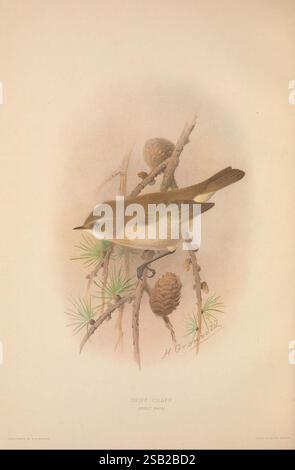 The British Warblers, London, R.H. Porter, 1907-1914. Great Britain, Birds, Sylviidae, Phylloscopus collybita, Common Chiffchaff, A beautifully illustrated depiction of an adult Chiffchaff, a small migratory bird known for its distinctive call. The bird is perched delicately on a branch adorned with pine needles and pinecones, showcasing its muted earthy tones. The subtle details in the feathers highlight the bird's natural elegance, while the soft coloring in the background enhances its charming presence. Below the illustration, the title 'Chiff Chaff' is elegantly written, alongside the arti Stock Photo