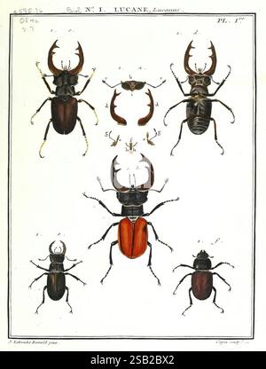 Entomologie, ou, Histoire, naturelle, des, insectes, Paris, Imp. Baudouin, 1789-1807, insects, beetles, French, This illustration showcases various species of stag beetles, displaying their intricate details and distinctive features. The arrangement includes multiple perspectives of the beetles: a full frontal view, lateral side views, and detailed diagrams pointing out specific anatomical parts such as mandibles and body segments. The shapes and sizes vary, highlighting the diversity within the stag beetle family, notably the prominent antler-like mandibles of the males. Each specimen is labe Stock Photo