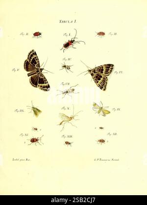 Illustration of beetles from Germany, depicted in a detailed ...