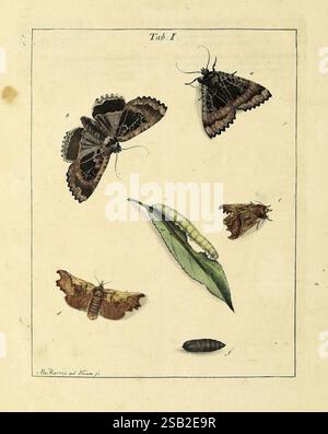 Exposition des insectes que se trouvent en Angleterre, Londres, B. White et J. Edwards, 1786, Great Britain, insects, pictorial works, dazzling diversity, The illustration features a variety of moths in different stages of their life cycle. At the top, two intricately detailed moths display rich textures and patterns on their wings. Below them, a striking orange and brown moth is depicted alongside its green caterpillar resting on a leaf. To the right, a pupa is shown, representing the transformative stage before emerging as an adult moth. Each specimen is carefully rendered, highlighting the Stock Photo