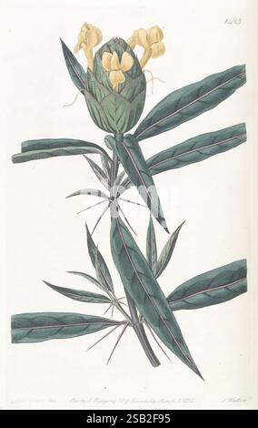 Edwards's botanical register. London, James Ridgway, 1829-1847, 1829, 19th century, botanical illustration, botany, copper engraving, England, engravings, graphic media, Great Britain, hand coloring, hand colored, icones, periodicals, pictorial works, plant introduction, plants ornamental, 31, Sarah Ann Drake, 2, women in science,, A botanical illustration featuring a plant with elongated, dark green leaves and a prominent flowering bud. The bud, situated at the top, showcases clusters of delicate yellow flowers, adding a bright contrast against the foliage. The leaves are slender and pointed, Stock Photo