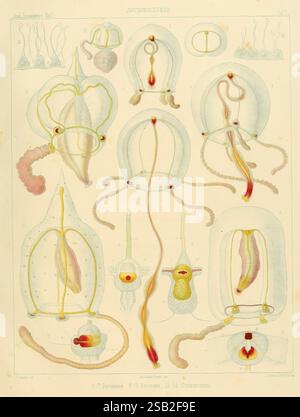 Serpent Method This anatomical illustration details the unique motion of serpents ...