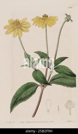 The Botanical Register London Printed for James Ridgway 1815-1828 1815 19th century Botany Copper engravings England Graphic media Great Britain Hand-colored Icônes Periodicals Pictorial works Plant introduction Plants ornamental, A botanical illustration showcasing a vibrant flowering plant, featuring two large yellow blossoms atop slender stems. The flowers are positioned prominently, with several green leaves extending from the base of the plant. Detailed anatomical drawings include a close-up of a flower petal, a stem, and a cross-section of the floral structure, providing insight into the Stock Photo