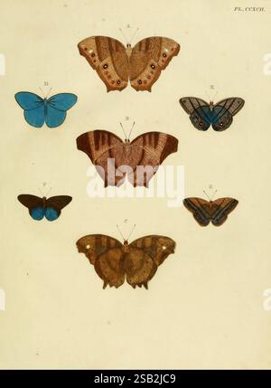 De uitlandsche kapellen, voorkomende in de drie waereld-deelen Asia, Africa en America, A Amsteldam, Chez Barthelmy Wild, 1779-1782 [i.e. 1775-1782], lepidoptera, Suriname, pictorial works,, A scientific illustration featuring a variety of butterflies arranged in a structured layout. At the top, two prominent specimens are displayed: one with vibrant blue wings and another with intricate patterns of browns and oranges, showcasing eye-like markings. Below these, two smaller butterflies exhibit deep blue hues with contrasting black features. The middle row displays larger butterflies with rich, Stock Photo