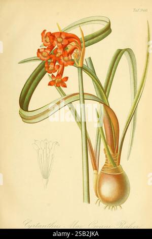 Gartenflora. Erlangen, F. Enke, 1852-1940, botany, gardening, Germany, periodicals, plants, ornamental, plant, flower, A beautifully illustrated botanical study featuring the vibrant red flowers of the Cyrtanthus Mac-Owanii. The flowers are displayed prominently atop long, slender green stems that gracefully arch and intertwine. Below the blooms, the bulbous base of the plant is visible, showcasing its rounded shape and textured surface. Accompanying the main illustration, a smaller sketch of the flower structure presents detailed anatomy, providing insights into its unique characteristics. Th Stock Photo