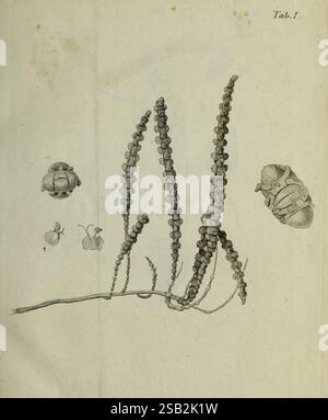 Icones rerum naturalium, Hauniæ [i.e, Copenhagen], Ex officina Mölleri, MDCCLXXVI [1776], Egypt, Botany, Zoology, Arabian Peninsula, Mediterranean Region, Pictorial Works, The illustration showcases a detailed study of various plant structures, prominently featuring elongated, segmented stems adorned with circular nodes. Surrounding the central stems are smaller, rounded forms that may represent fruit or seed capsules, each illustrated with distinct characteristics and textures. The composition highlights the intricate designs found in botanical elements, emphasizing their variety and complex Stock Photo