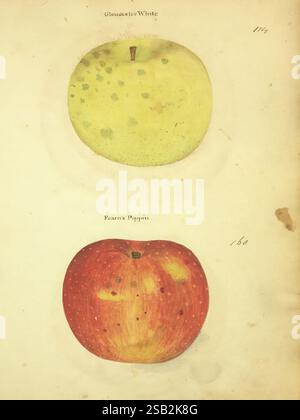 William Coxe, manuscript, 1810-1831, This illustration features two types of apples, each depicted in a detailed and vibrant manner. At the top is the Gloucester White, characterized by its yellow-green skin, faint speckles, and round shape. Below it is the Pearmain Pippin, which showcases a rich red hue with a glossy surface and varying shades, highlighting its textured skin and natural imperfections. Each apple is labeled with its name, providing a clear identification of these distinct varieties. The composition emphasizes the unique qualities of each fruit, inviting appreciation for their Stock Photo