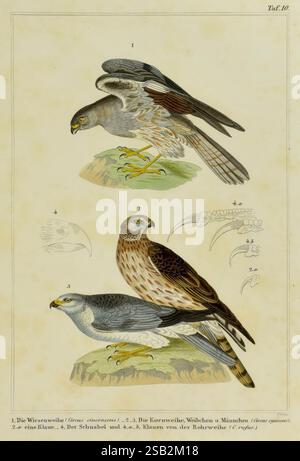 Praktische, Naturgeschichte, der, Vögel, Leipzig, 1850, birds, pictorial, works, The image features a detailed illustration of three distinct species of hawks, each displayed in a different orientation. The topmost hawk, identified as the 'Wiesenweihe' (meadow harrier), showcases intricate feather patterns and a poised stance. Below it, two variations of the 'Kornweihe' (harrier) are depicted—one male and one female—highlighting subtle differences in coloration and markings. Accompanying the illustrations are labeled details of anatomical features, including beaks and talons, positioned alongs Stock Photo