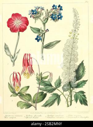 The new botanic garden London, J. Stockdale, 1812, Great Britain, plants, The New York Botanical Garden, pictorial works, A botanical illustration featuring five distinct flowering plants. At the top left, a striking red flower of the **Silene coronaria** species stands out. Adjacent to it, two delicate blue flowers represent **Myosotis sylvatica** (also known as forget-me-nots), showcasing their charming clusters. Below these, two vibrant red blooms from the **Aquilegia** genus display their unique, drooping shape, characteristic of columbine flowers. Completing the composition, a tall stalk Stock Photo