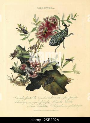 Polynesia Insects An, epitome, of, the, natural, history, of, the, insects, of, New ...