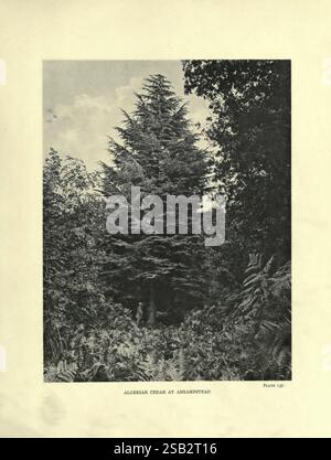The, trees, of, Great, Britain, &, Ireland, Edinburgh, Priv, print, 1906-13, Great, Britain, Ireland, trees,, The scene depicts a majestic Algerian cedar tree, standing tall amidst a lush, green landscape. Surrounding the tree are several dense ferns and other foliage, creating a rich tapestry of textures that emphasizes the natural beauty of the setting. In the background, a few indistinct figures can be seen, suggesting human presence in this tranquil environment. The towering cedar, with its characteristic branching and conical shape, serves as a focal point, symbolizing strength and stabil Stock Photo